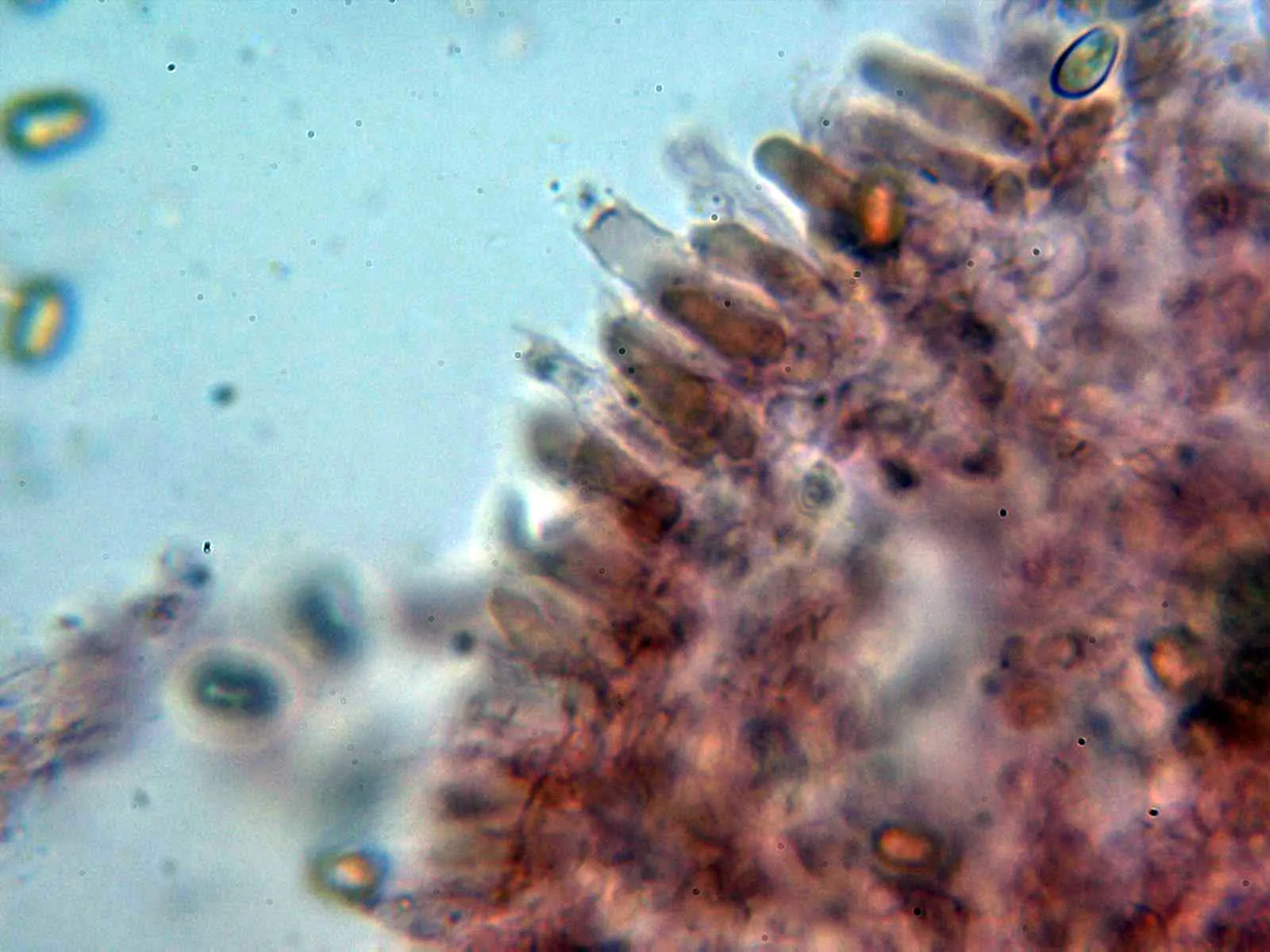 Microscopía de Pholiota gummosa - 10 - Basidios 2